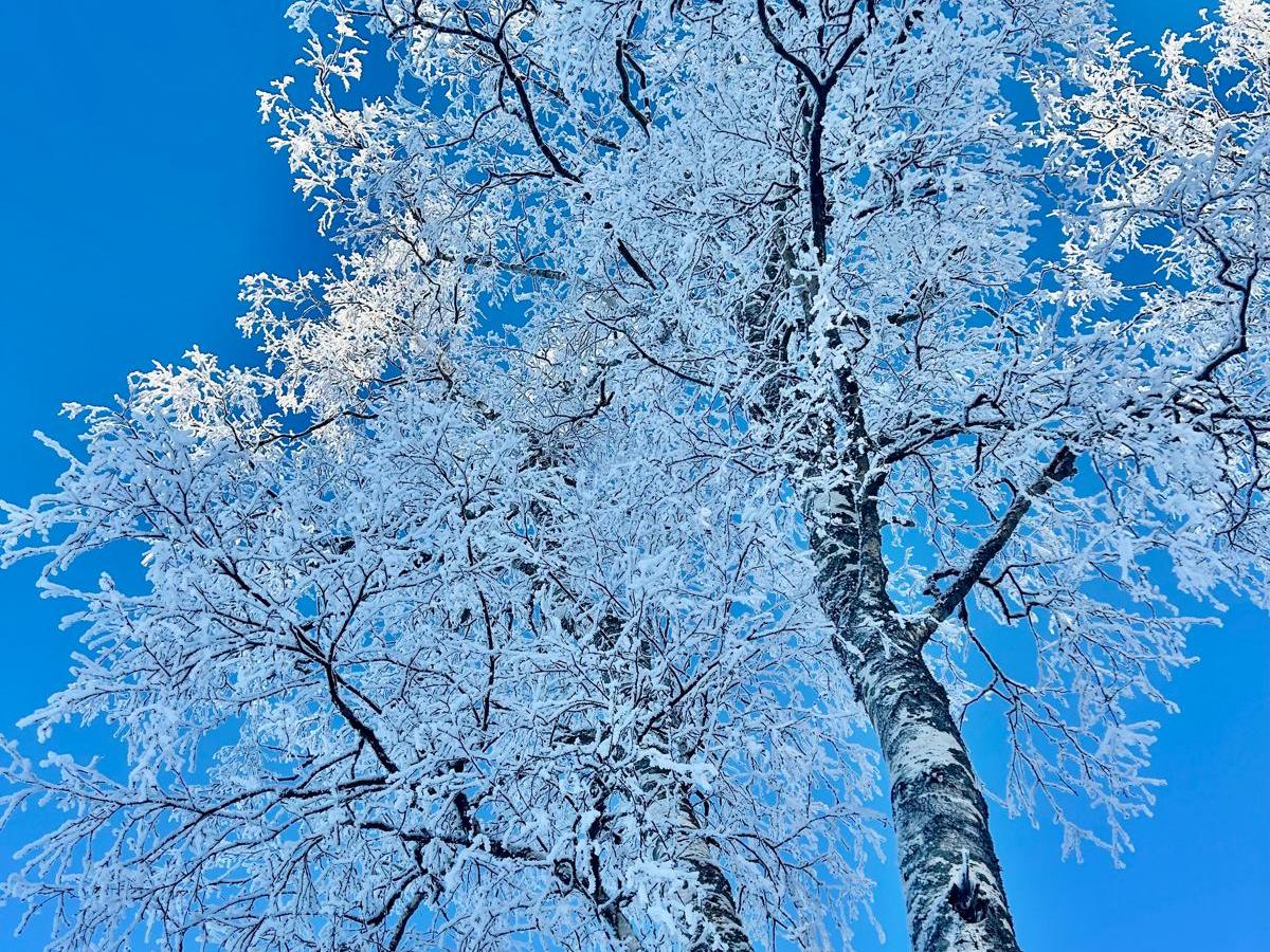 Kevätkokous 12.3.2026 klo&nbsp;17.30
